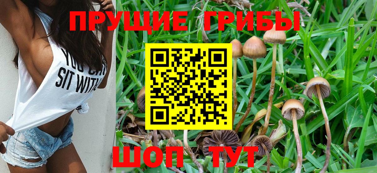 Псилоцибиновые грибы Psilocybe  магазин  наркотиков  Качканар  Вход с VPN 